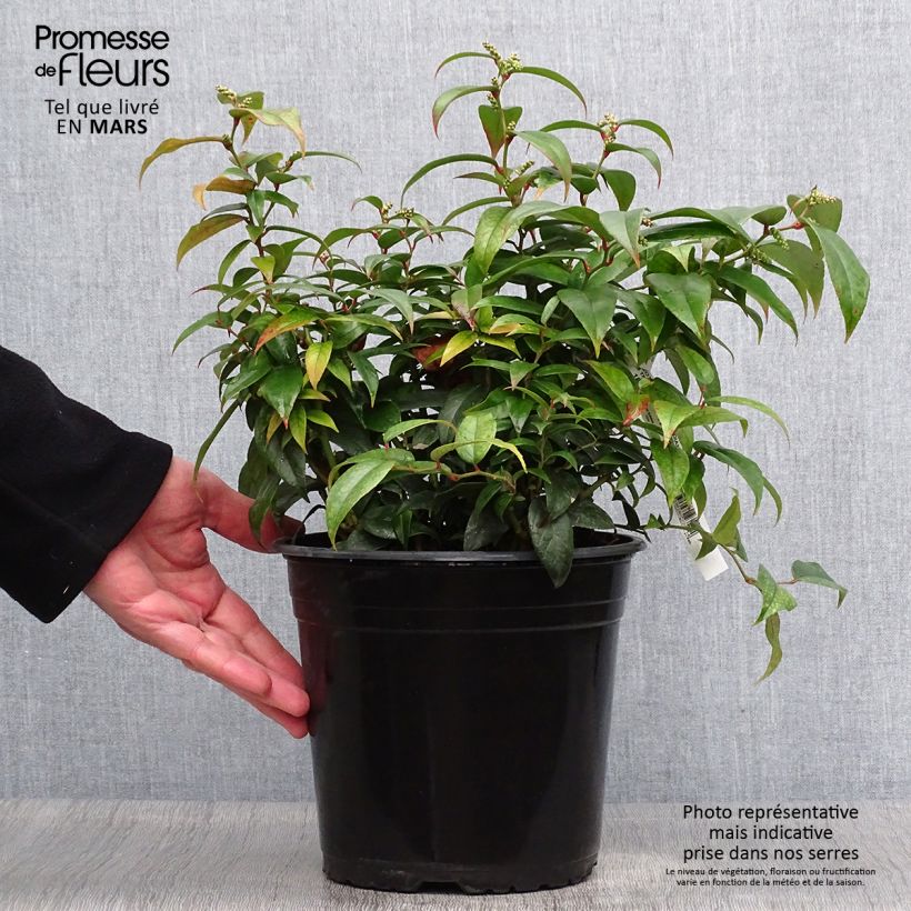 Leucothoe fontanesiana Dark Diamond Vaso da 4L/5L esemplare consegnato in primavera