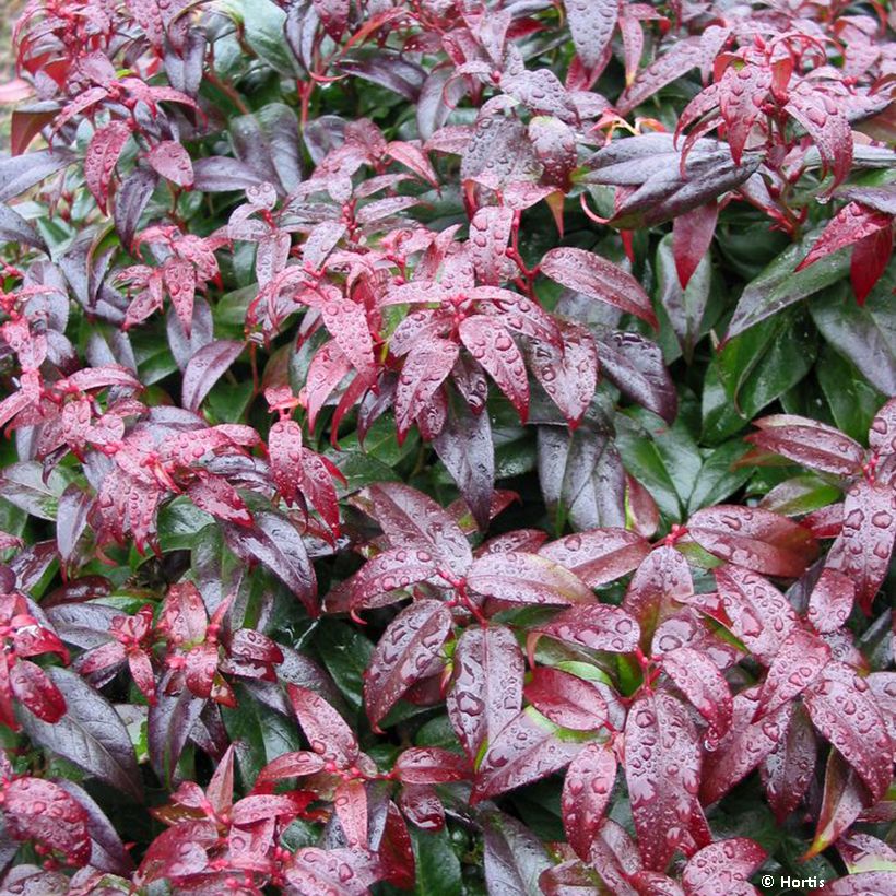 Leucothoe fontanesiana Dark Diamond (Fogliame)
