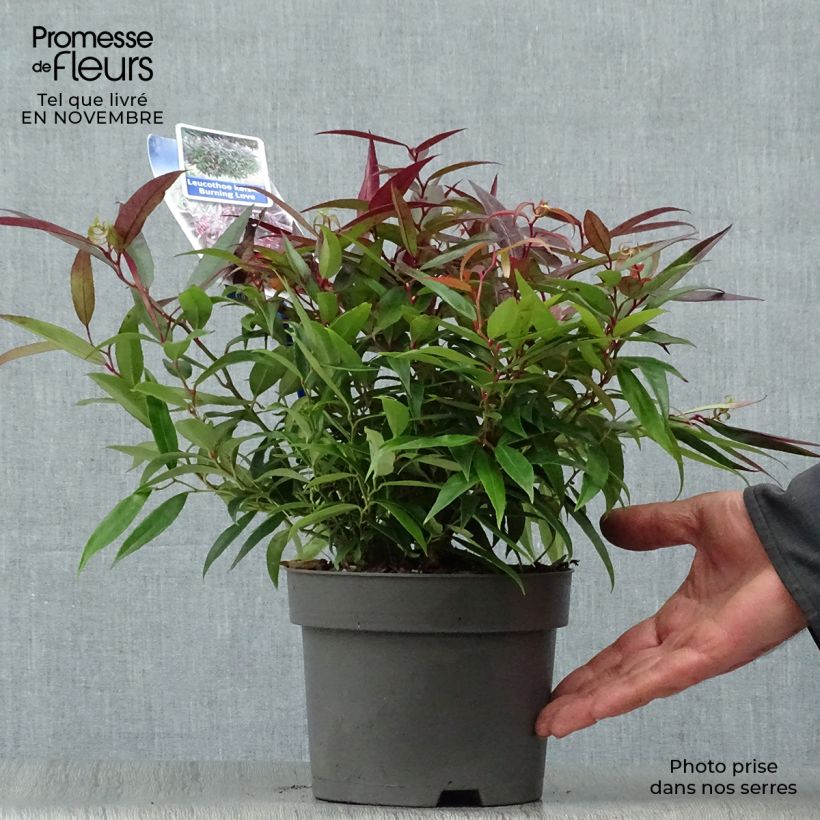 Esemplare di Leucothoe keiskei Burning Love Vaso da 2L/3L come consegnato in autunno