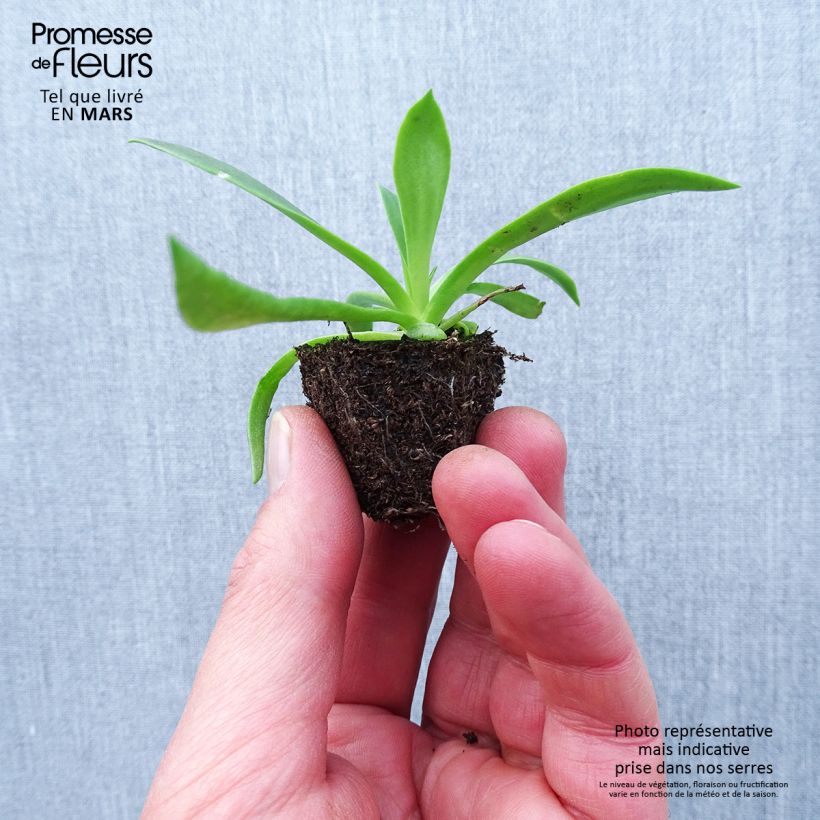 Lewisia cotyledon Elise Mix Jardimotte: zolla da 3,8 cm x 3,2 cm in vassoio da 16 pezzi. esemplare consegnato in primavera