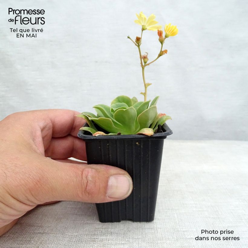 Lewisia cotyledon Mix Vasetto da 7/8 cm esemplare consegnato in primavera