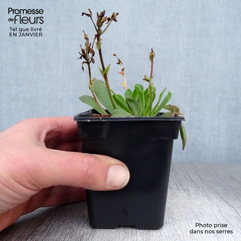 Lewisia cotyledon Mix Vasetto da 7/8 cm esemplare consegnato in inverno