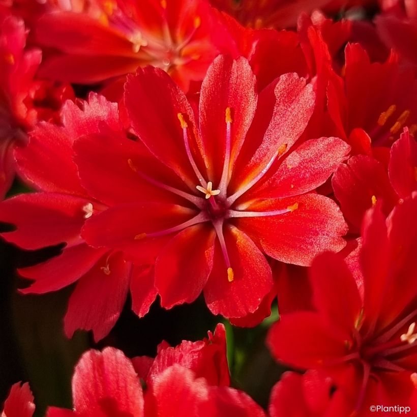 Lewisia Sunset Glow (Fioritura)