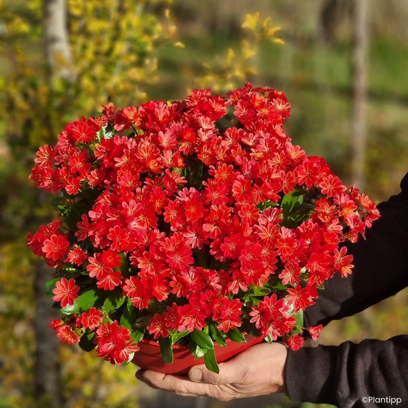 Lewisia Sunset Glow (Porto)