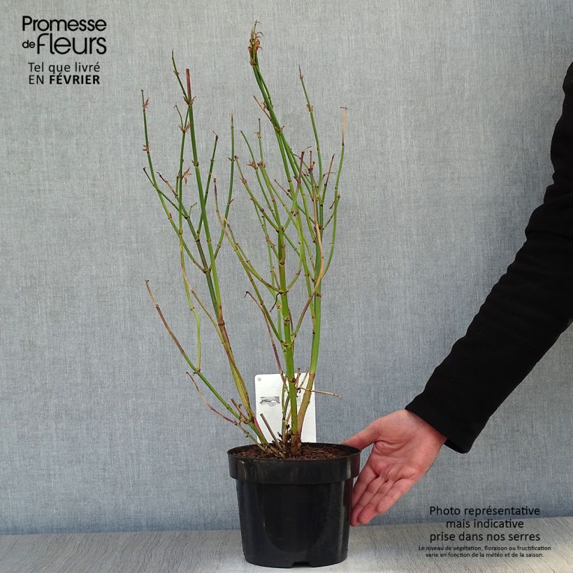 Leycesteria formosa Golden Lanterns Vaso da 2L/3L esemplare consegnato in inverno