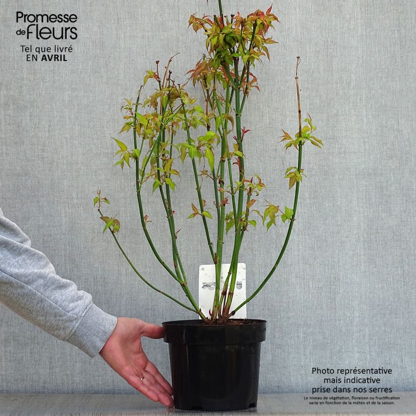 Leycesteria formosa Golden Lanterns Vaso da 2L/3L esemplare consegnato in primavera