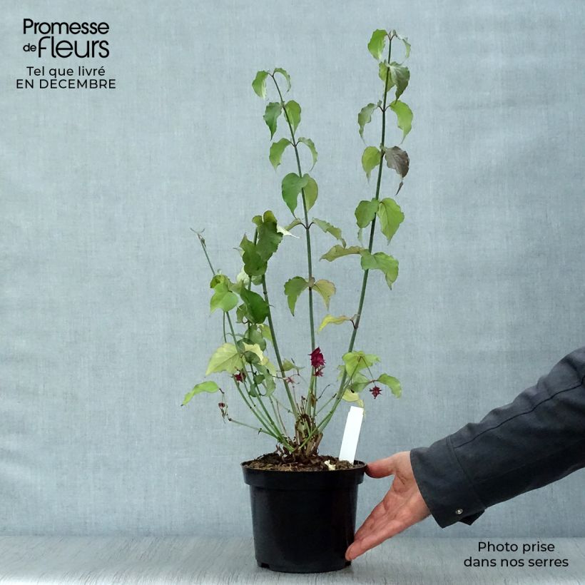 Leycesteria formosa Purple Rain Vaso da 2L/3L esemplare consegnato in inverno