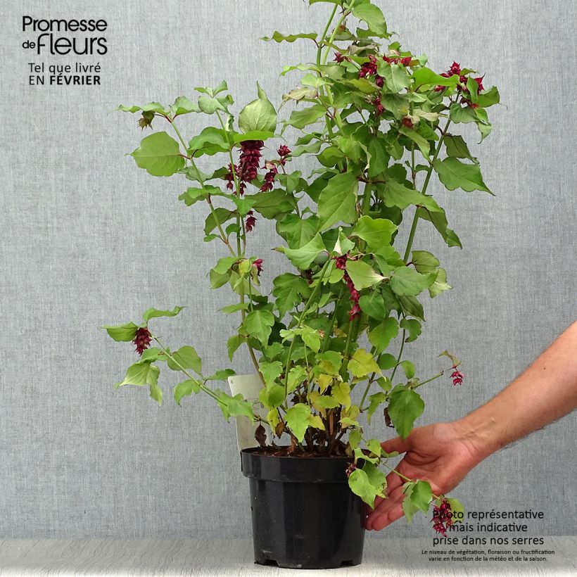 Esemplare di Leycesteria formosa Purple Rain Vaso da 2L/3L come consegnato in autunno