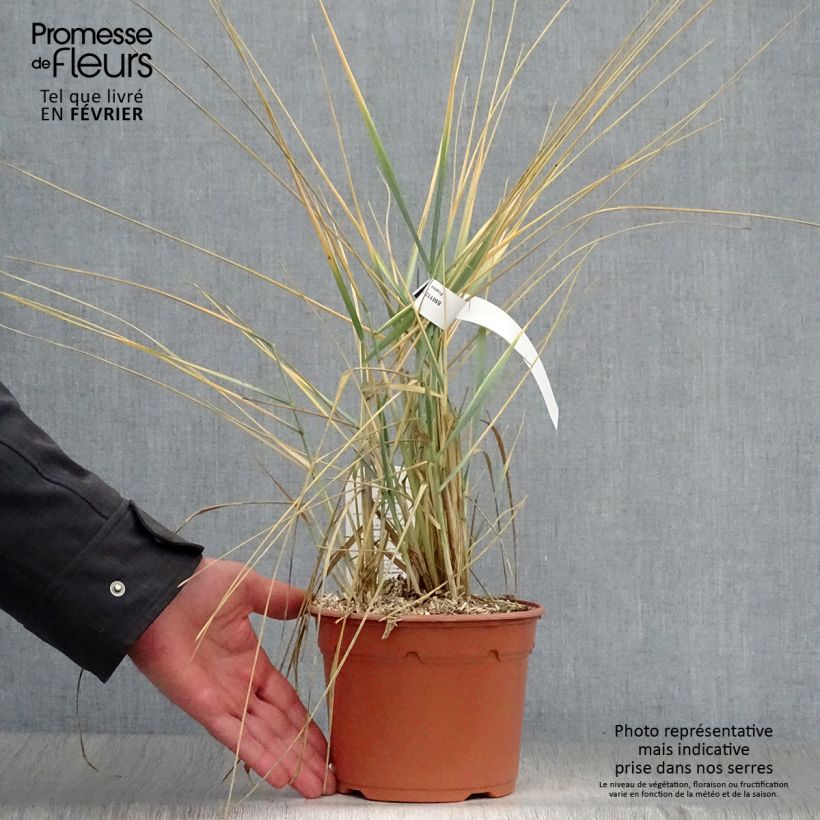 Leymus arenarius - Orzo delle sabbie Vaso da 2L/3L esemplare consegnato in inverno