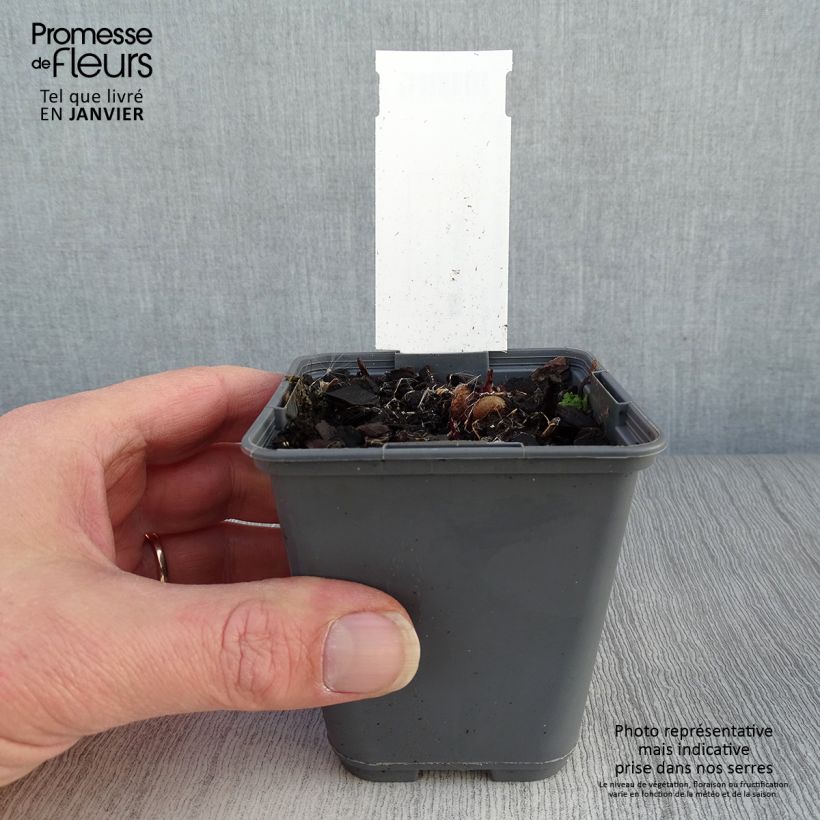 Liatris ligulistylis Vasetto da 8/9 cm esemplare consegnato in inverno