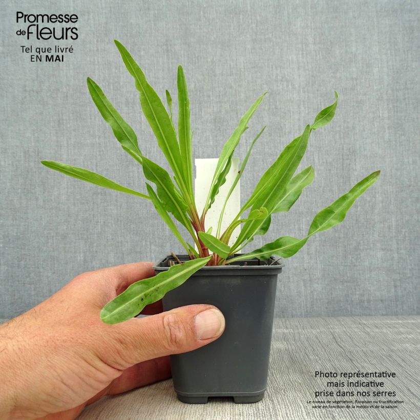 Liatris ligulistylis Vasetto da 8/9 cm esemplare consegnato in primavera