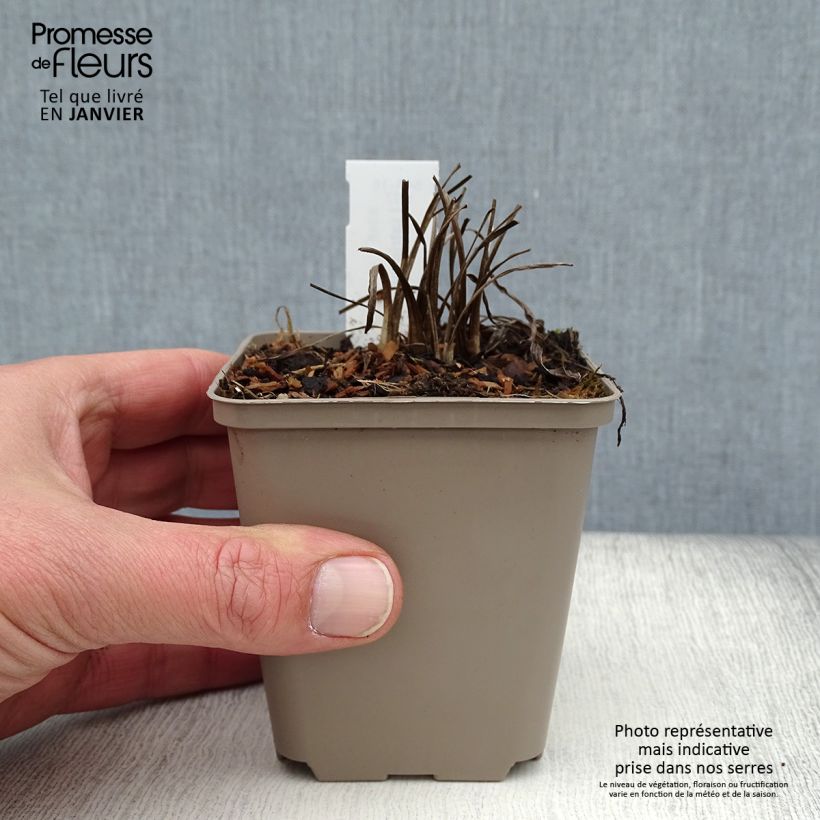 Liatris pycnostachya Vasetto da 8/9 cm esemplare consegnato in inverno