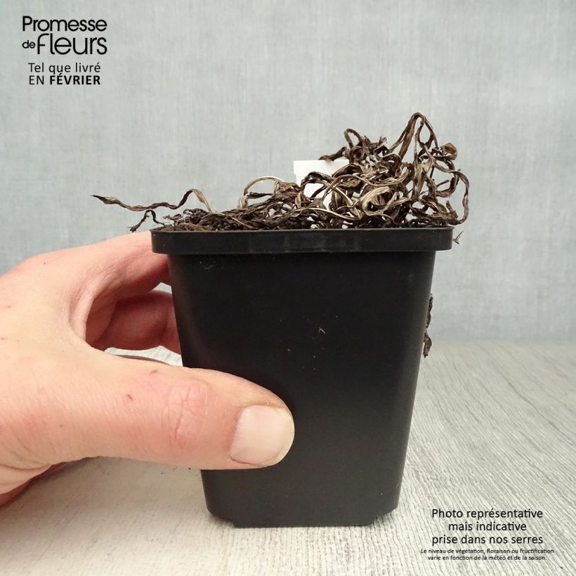 Liatris spicata - Liatride a spighe Vasetto da 8/9 cm esemplare consegnato in inverno