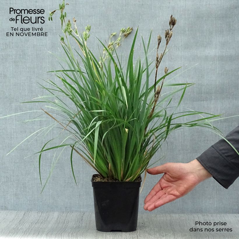 Esemplare di Libertia sessiliflora Caerulescens Vaso da 2L/3L come consegnato in autunno