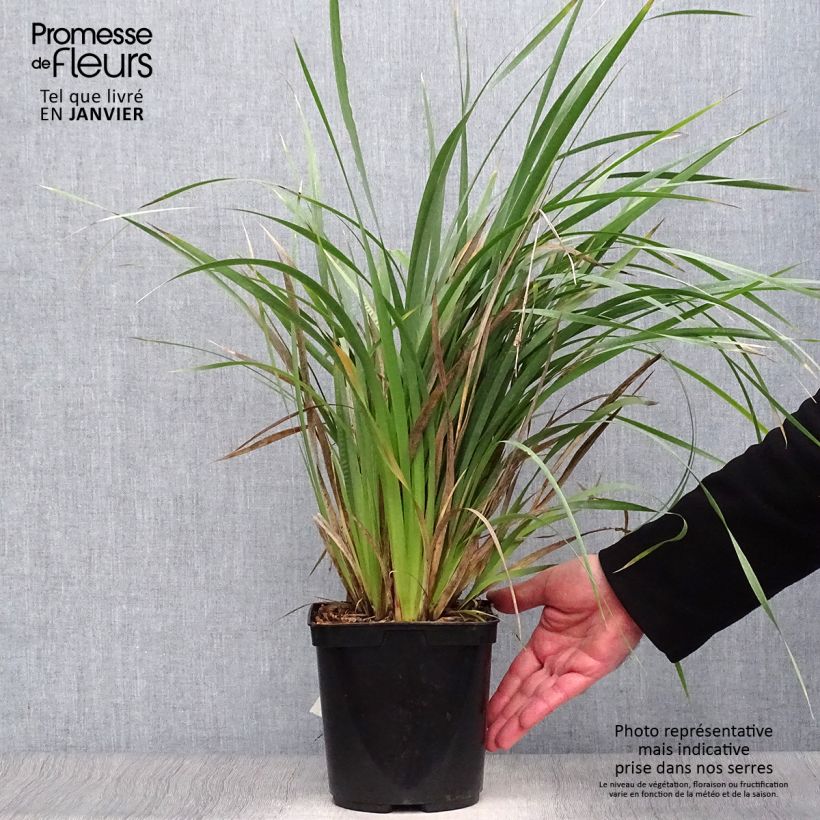 Libertia sessiliflora Caerulescens Vaso da 2L/3L esemplare consegnato in inverno