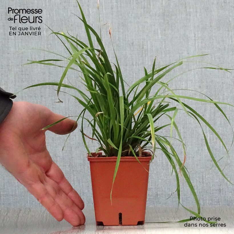 Libertia grandiflora Vasetto da 8/9 cm esemplare consegnato in inverno