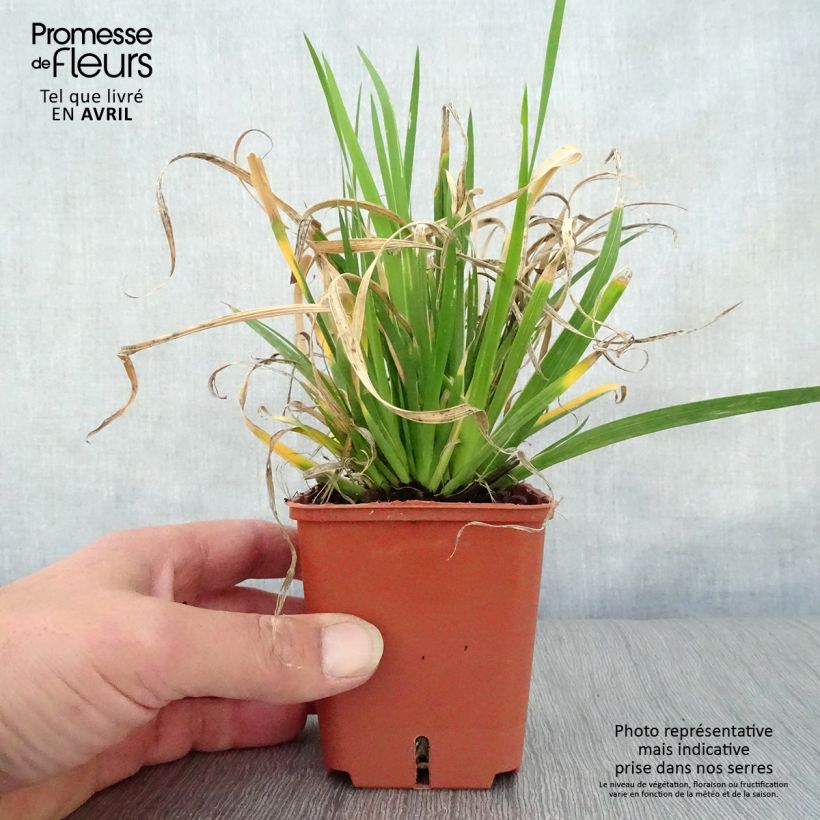 Libertia grandiflora Vasetto da 8/9 cm esemplare consegnato in primavera