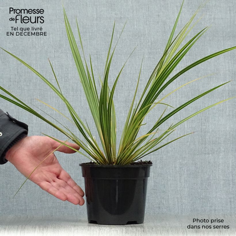 Libertia ixioides Goldfinger Vaso da 2L/3L esemplare consegnato in inverno