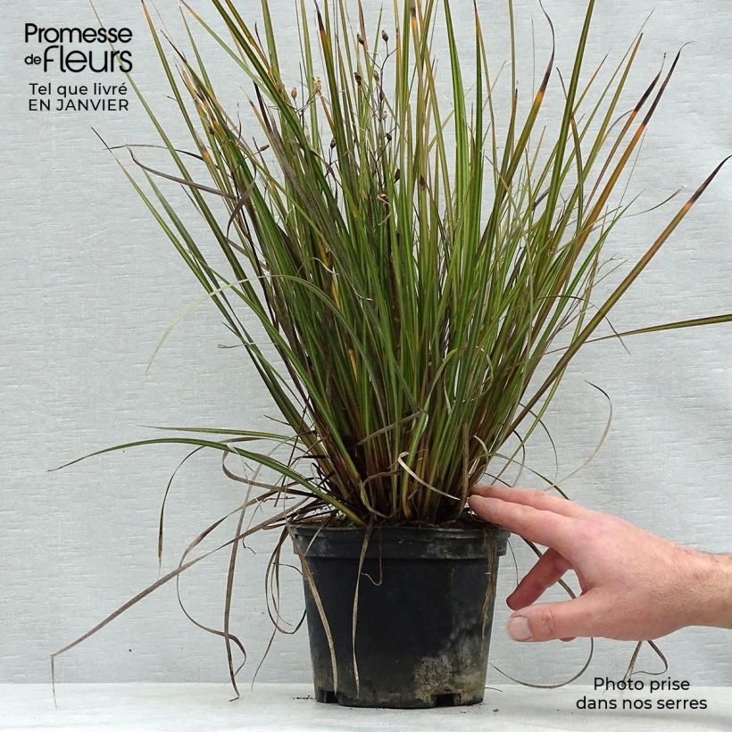 Libertia ixioides Taupo Sunset Vaso da 2L/3L esemplare consegnato in inverno