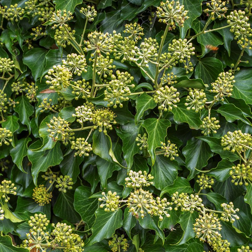 Hedera helix Arborescens - Edera (Fioritura)