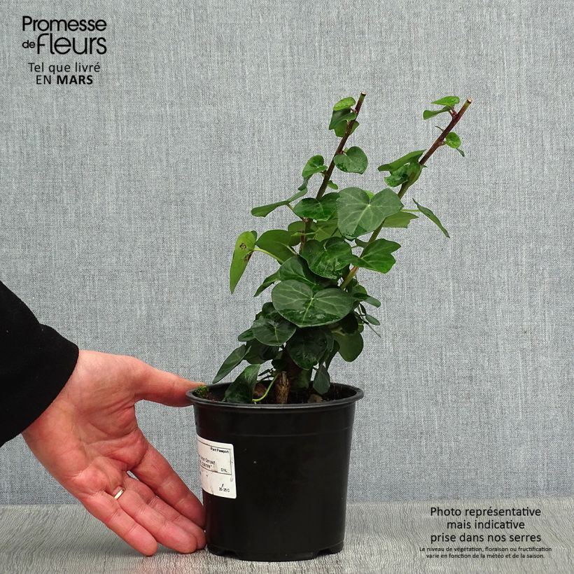 Hedera hibernica Arbori Compact - Edera irlandese Vaso da 2L/3L esemplare consegnato in inverno