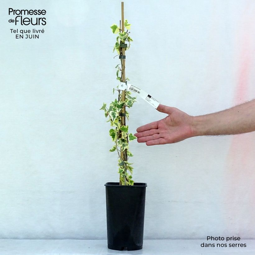 Esemplare di Hedera helix Goldchild - Edera variegata Vaso da 1,5L/2L consegnato in estate