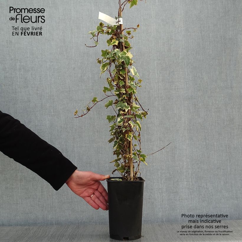 Hedera helix Goldchild - Edera variegata Vaso da 1,5L/2L esemplare consegnato in inverno