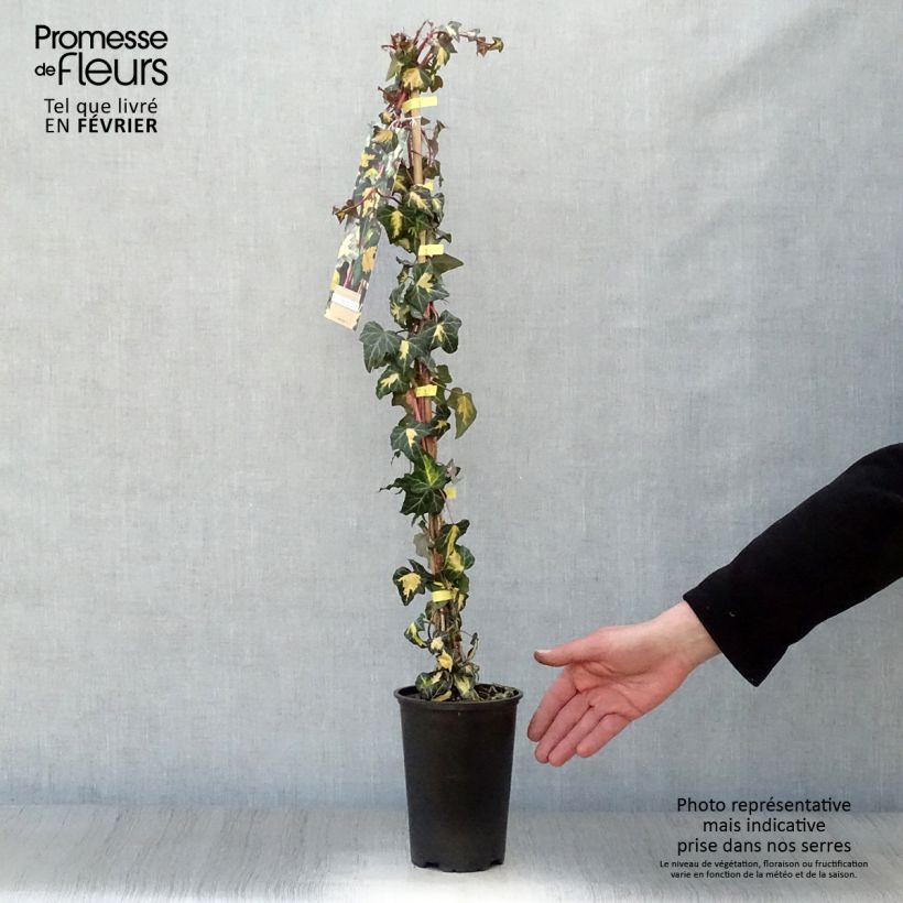 Hedera helix Oro di Bogliasco Goldheart - Edera variegata Vaso da 1,5L/2L esemplare consegnato in inverno