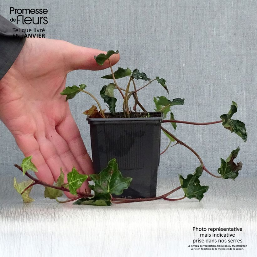 Hedera helix Ivalace - Edera Vasetto da 8/9 cm esemplare consegnato in inverno