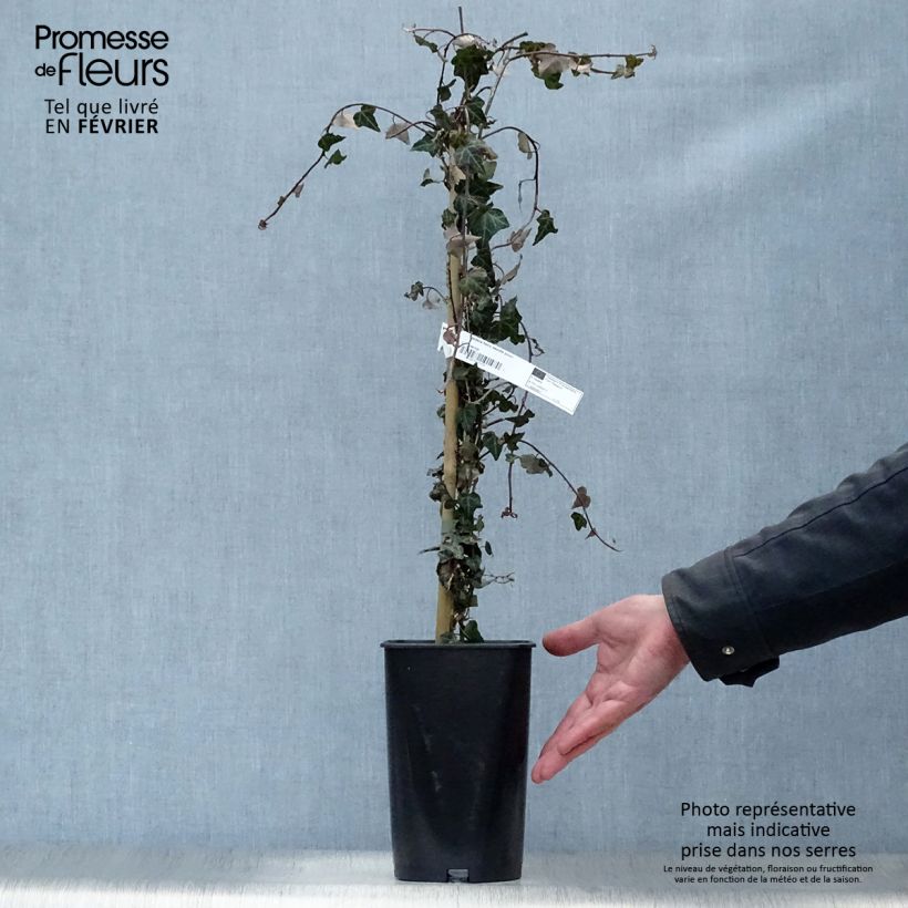 Hedera helix Needlepoint - Edera Vaso da 2L/3L esemplare consegnato in inverno