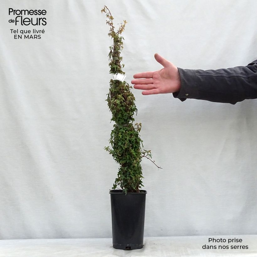 Hedera helix Needlepoint - Edera Vaso da 2L/3L esemplare consegnato in primavera