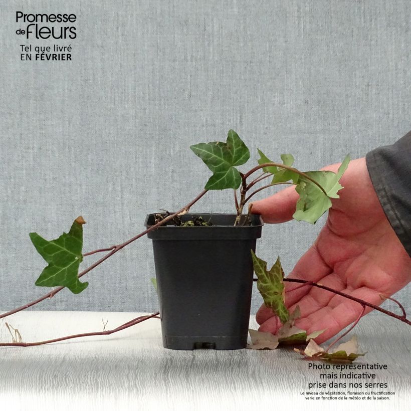Hedera helix - Edera comune Vasetto da 8/9 cm esemplare consegnato in inverno