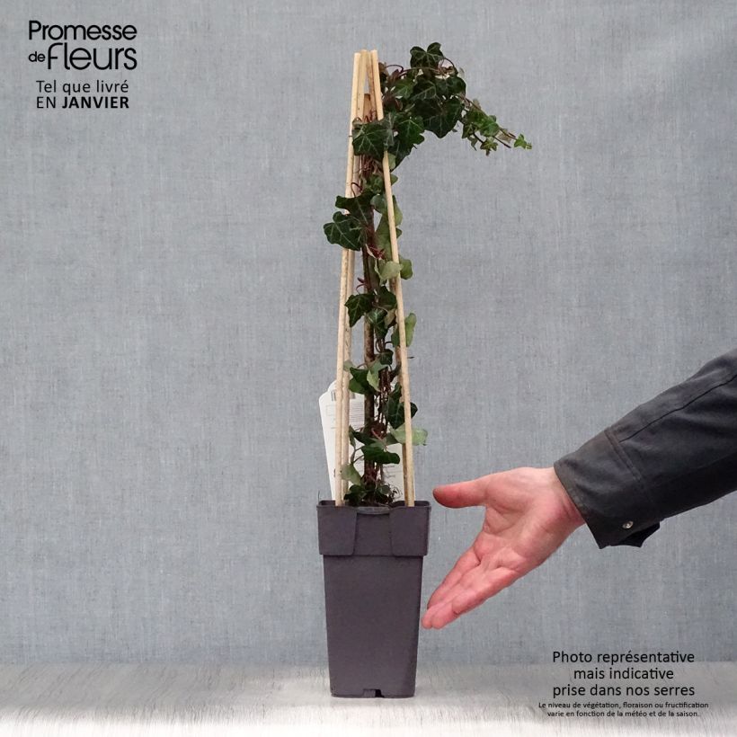 Hedera helix - Edera comune Vaso da 1L/1,5L esemplare consegnato in inverno