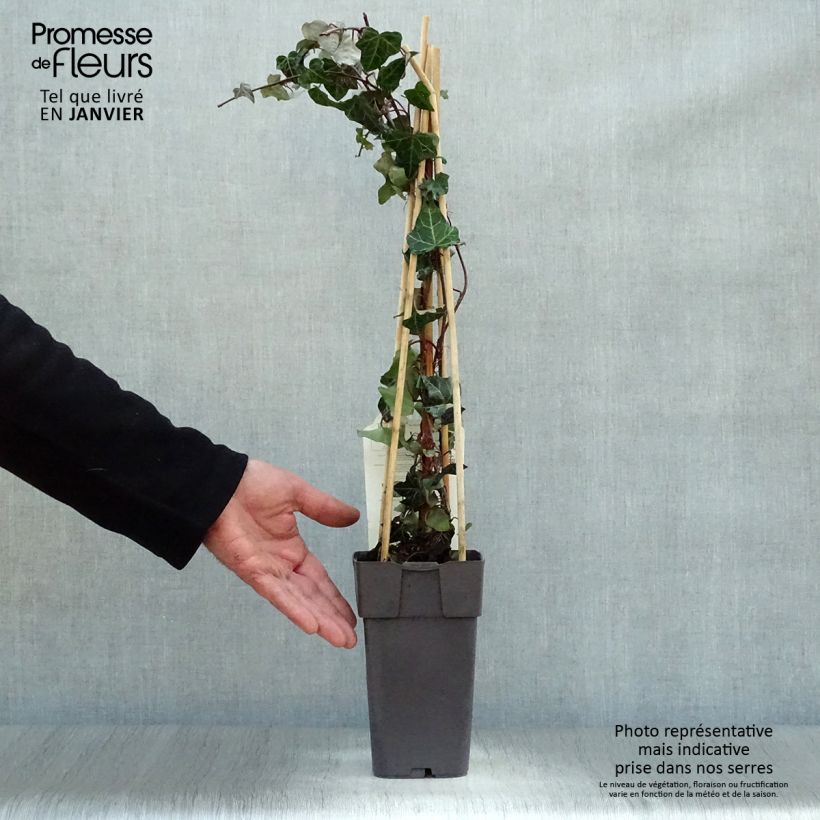 Hedera helix - Edera comune Vaso da 2L/3L esemplare consegnato in inverno