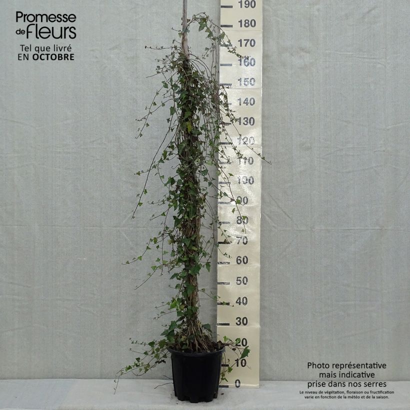 Esemplare di Hedera helix - Edera comune Vaso da 4L/5L come consegnato in autunno