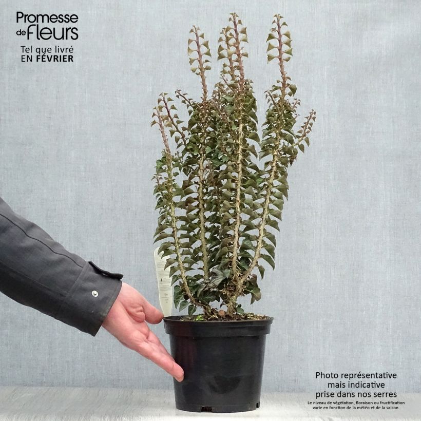 Hedera helix Erecta - Edera Vaso da 2L/3L esemplare consegnato in inverno