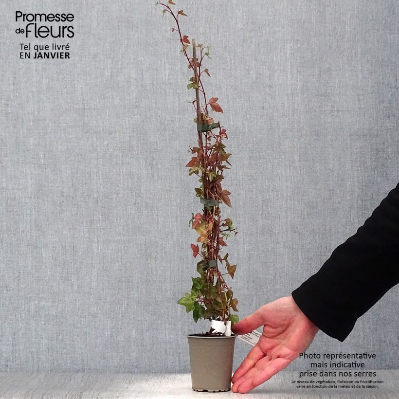 Hedera helix Shamrock - Edera Vasetto da 8/9 cm esemplare consegnato in inverno