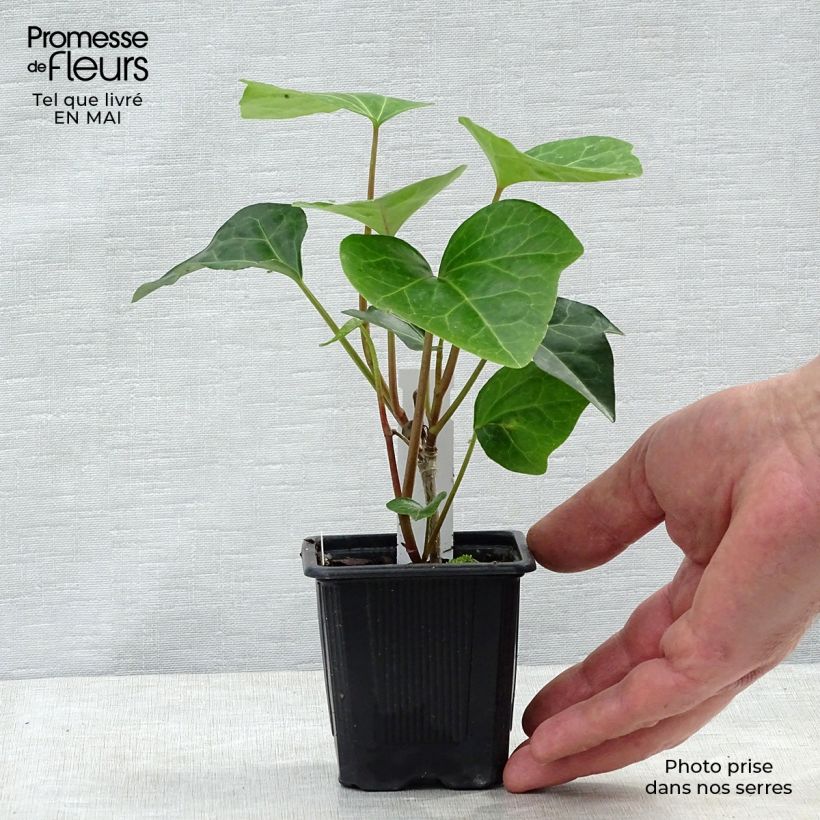 Hedera algeriensis Algerian Bellecour - Edera algerina Vasetto da 7/8 cm esemplare consegnato in primavera