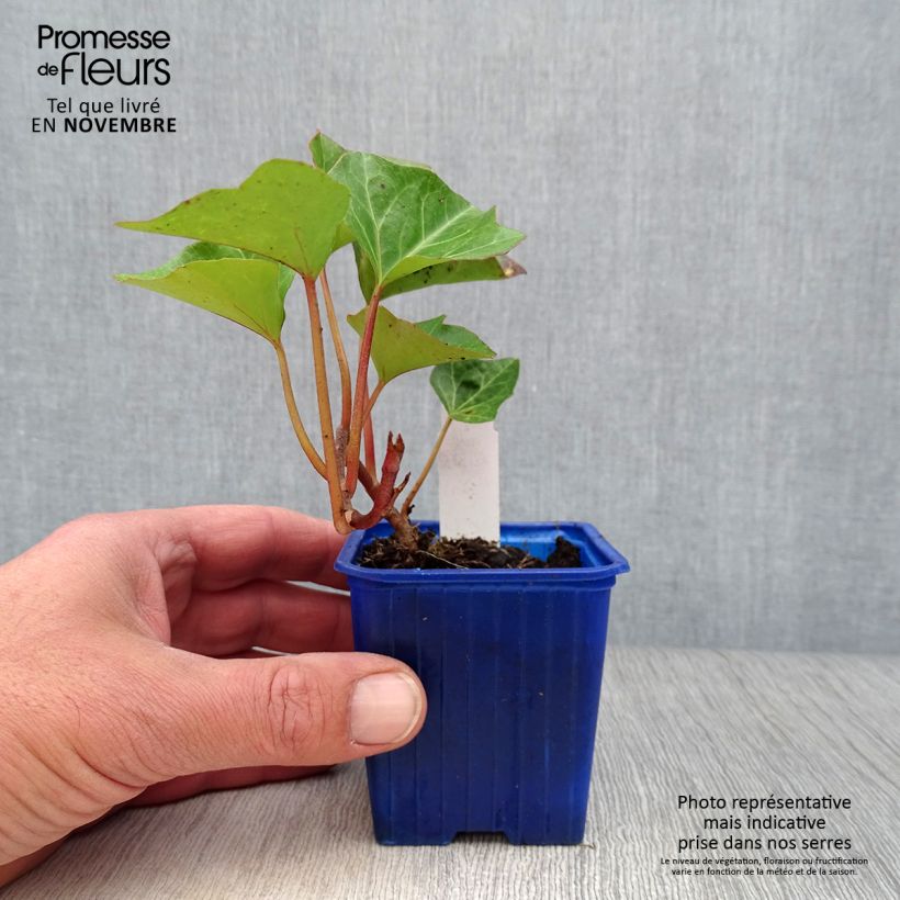 Esemplare di Hedera algeriensis Algerian Bellecour - Edera algerina Vasetto da 7/8 cm come consegnato in autunno