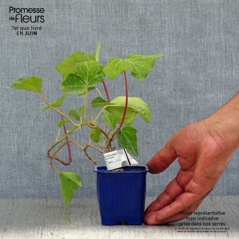 Esemplare di Hedera algeriensis Algerian Bellecour - Edera algerina Vasetto da 7/8 cm consegnato in estate