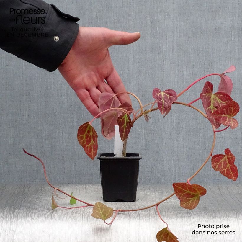 Hedera algeriensis Algerian Bellecour - Edera algerina Vasetto da 7/8 cm esemplare consegnato in inverno