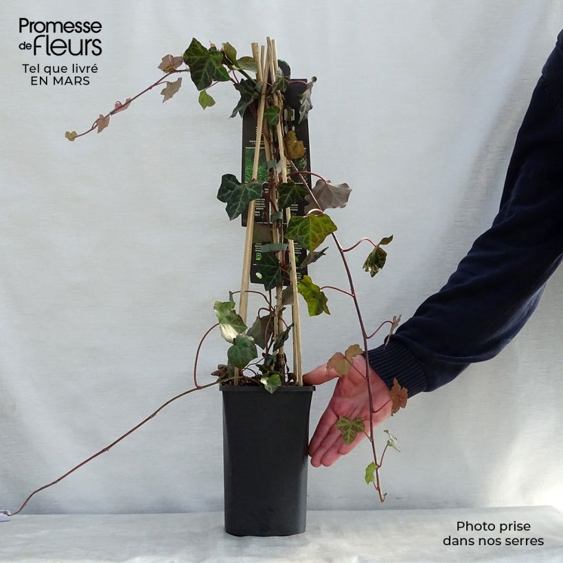 Hedera hibernica - Edera irlandese Vaso da 1L/1,5L esemplare consegnato in primavera