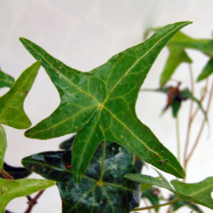 Hedera helix Sagittifolia - Edera (Fogliame)