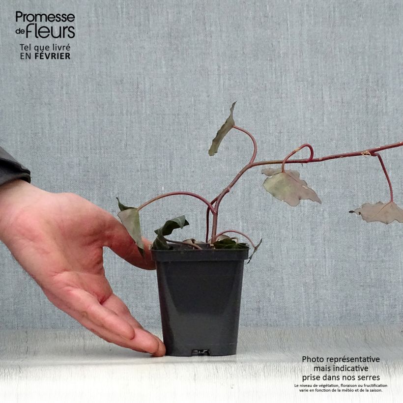 Hedera hibernica - Edera irlandese Vasetto da 8/9 cm esemplare consegnato in inverno