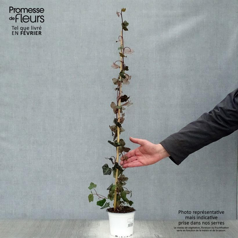 Hedera hibernica - Edera irlandese Vaso da 1L/1,5L esemplare consegnato in inverno