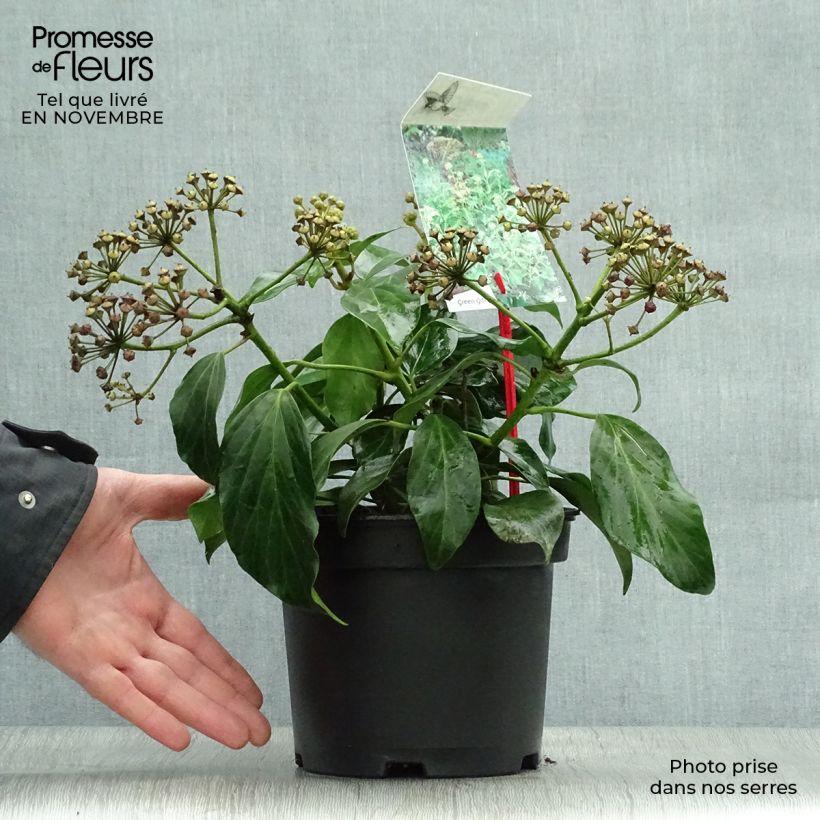 Esemplare di Hedera colchica Arborescens - Edera Vaso da 2L/3L come consegnato in autunno