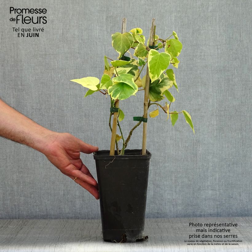 Hedera colchica Dentata Variegata - Edera variegata Vaso da 2L/3L esemplare consegnato in primavera