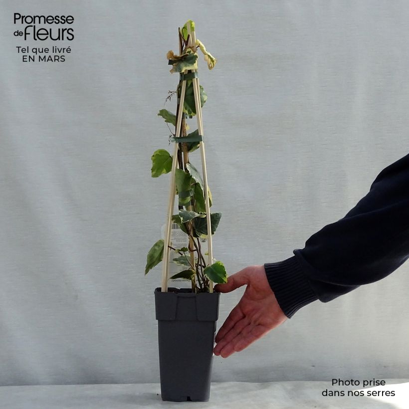 Hedera colchica Dentata Variegata - Edera variegata Vaso da 1L/1,5L esemplare consegnato in primavera