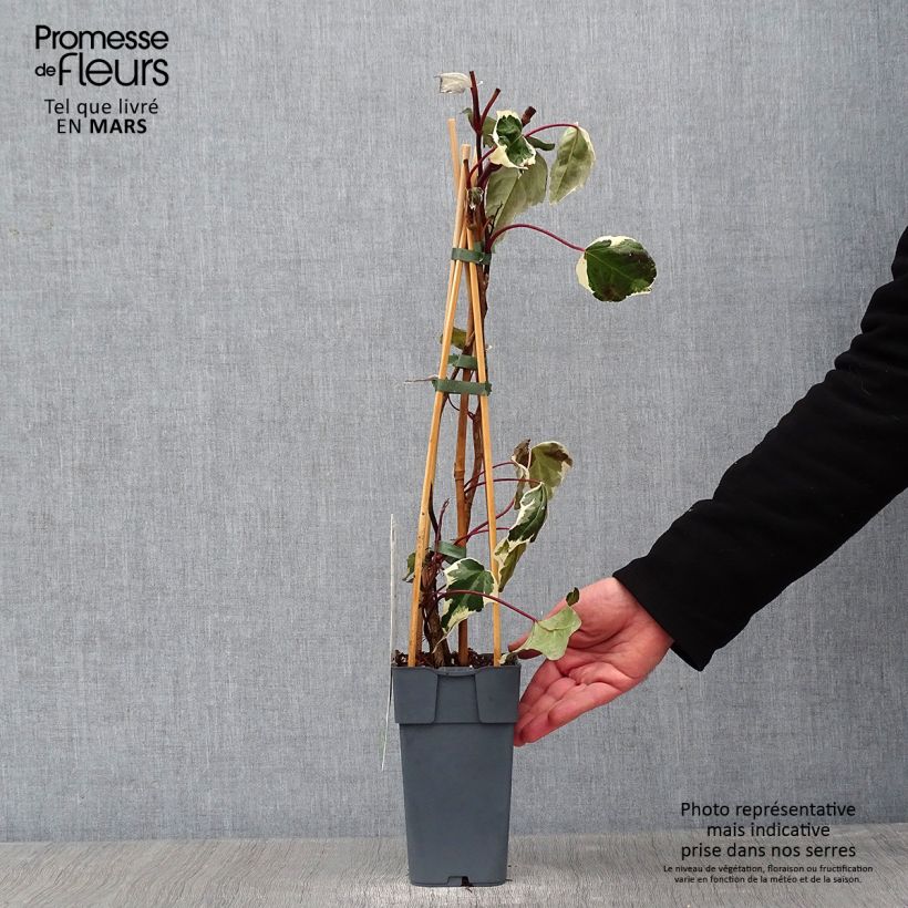 Hedera colchica Dentata Variegata - Edera variegata Vaso da 1L/1,5L esemplare consegnato in inverno