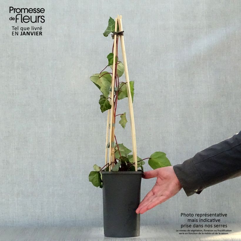 Hedera colchica Sulphur Heart - Edera variegata Vaso da 1,5L/2L esemplare consegnato in inverno